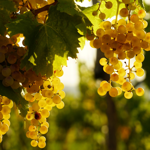 Hvid Bourgogne - vinsmagning &amp; tapas  - 5. April